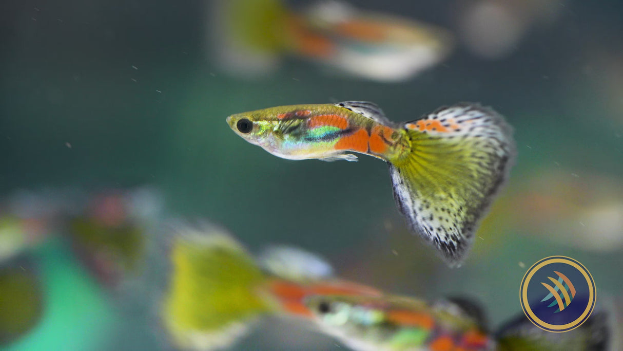 Fancy Guppy Pair - Haritha Black Rimmed Damsel (Poecilia reticulata)