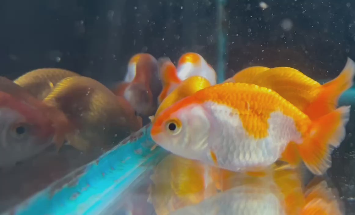 Red & White Ranchu Goldfish 7cm