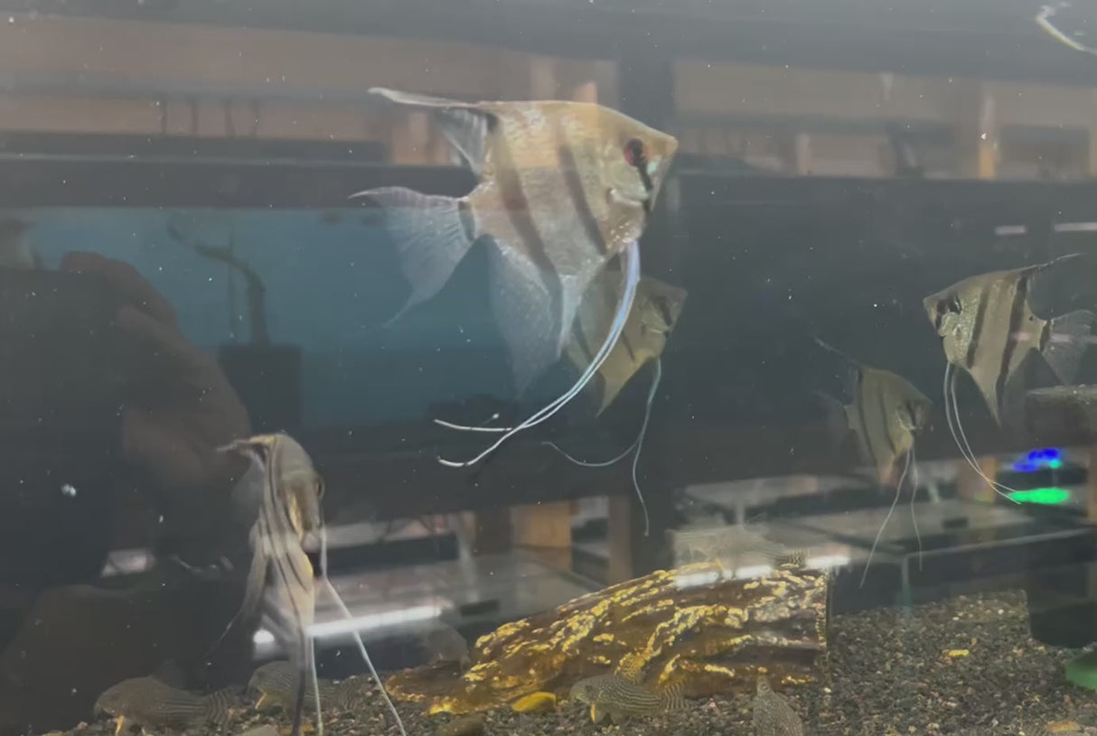 Leopoldi Angelfish Large (Pterophyllum Leopoldi) Wild caught