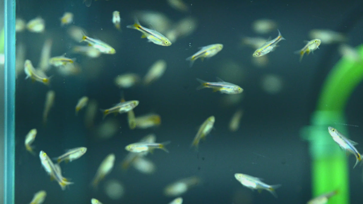 Red Cherry Rasbora (Rasbora lacrimula) 2-2.5cm