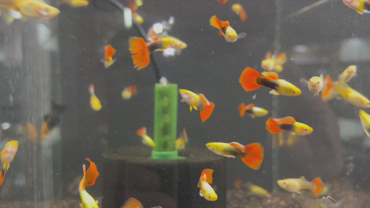 Fancy Guppy Pair Sun Ray (Poecilia reticulata)