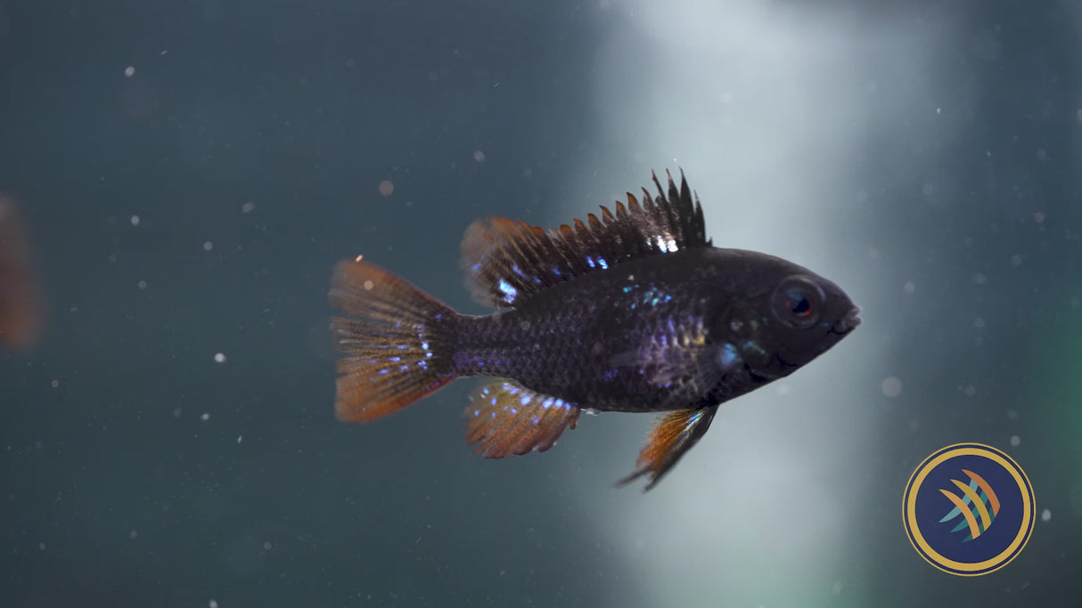 German Black Ram (Mikrogeophagus ramirezi) 3cm+
