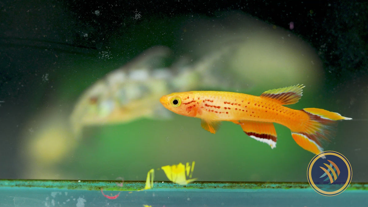 Golden Lyretail Killifish Pairs (Aphyosemion australe)