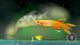 Golden Lyretail Killifish Pairs (Aphyosemion australe)