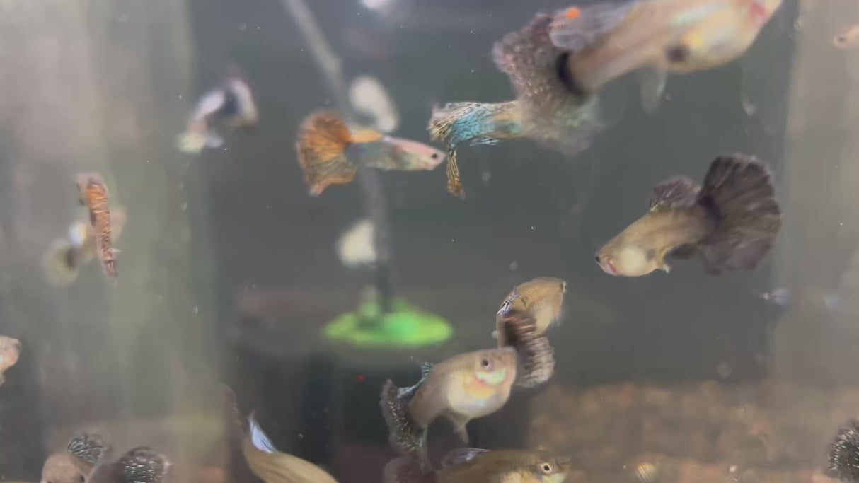 Fancy Guppy Pair Magenta Dragon