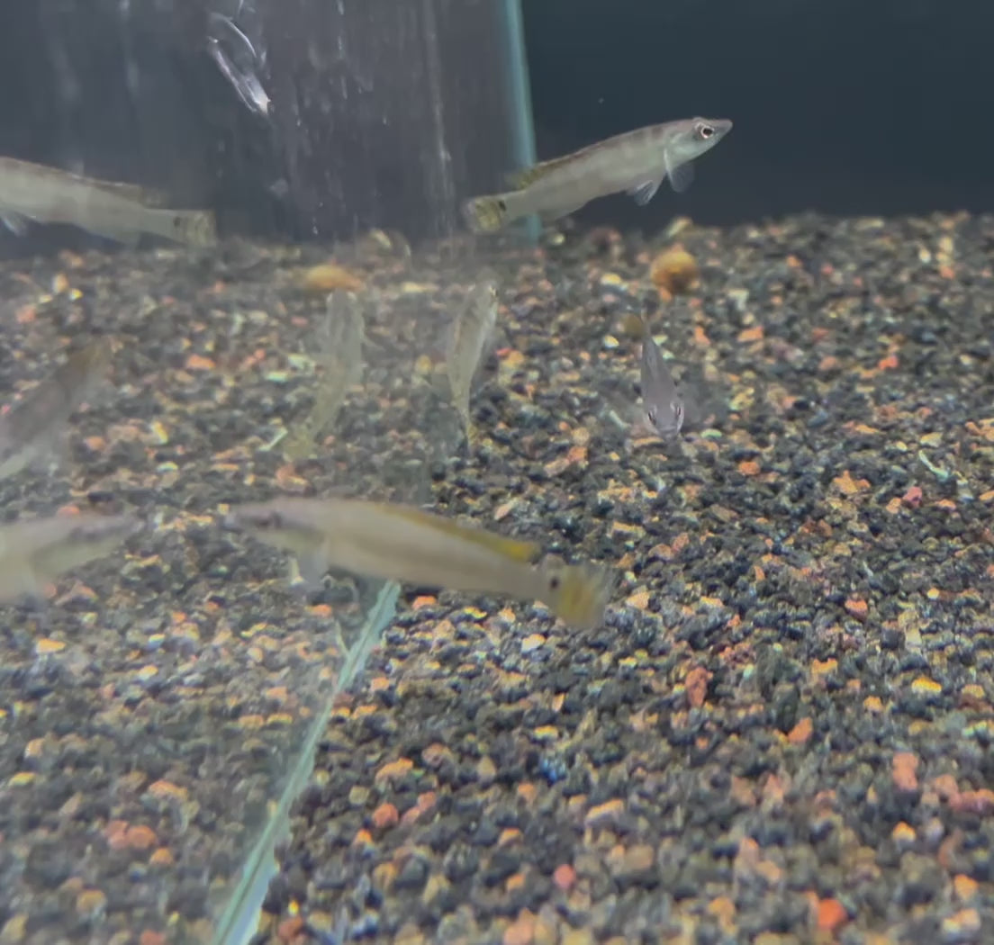 Dwarf Pike Cichlid (Crenicichla Compressiceps)