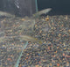Dwarf Pike Cichlid (Crenicichla Compressiceps)