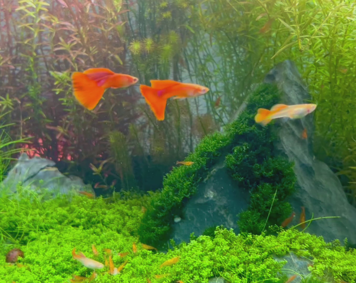 Albino Full Red Guppy Aprils Aquarium Vancouver