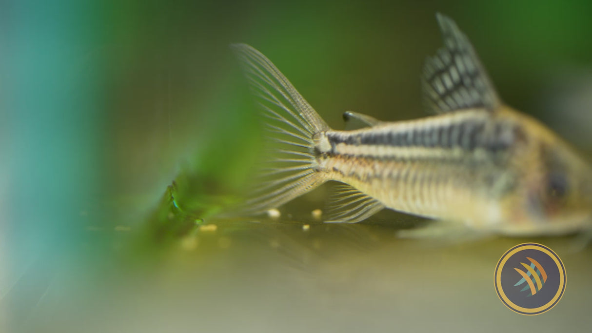 Corydoras Elegans 3-4cm