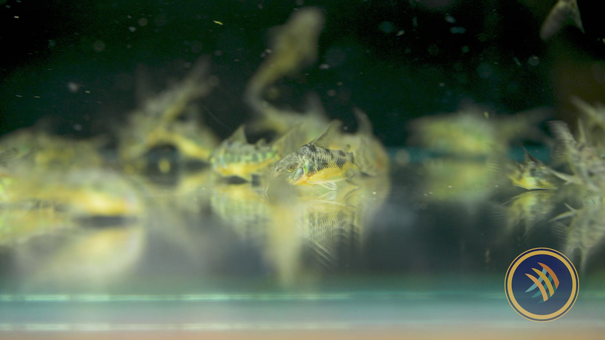 Peppered Cory (Corydoras paleatus)