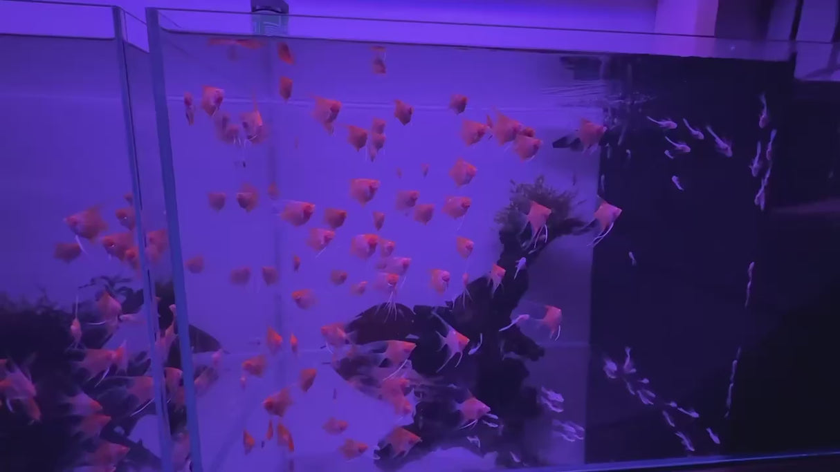 Albino Red Devil Angelfish (Pterophyllum scalare)