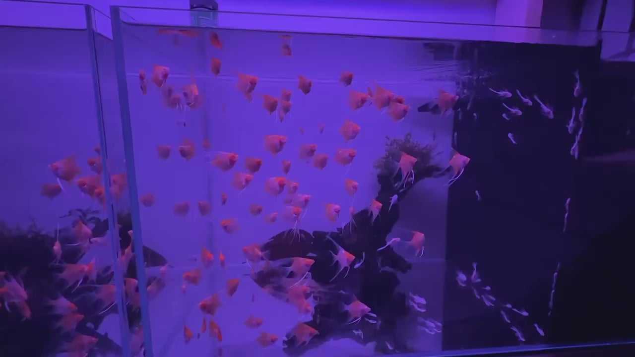 Albino Red Devil Angelfish (Pterophyllum scalare)