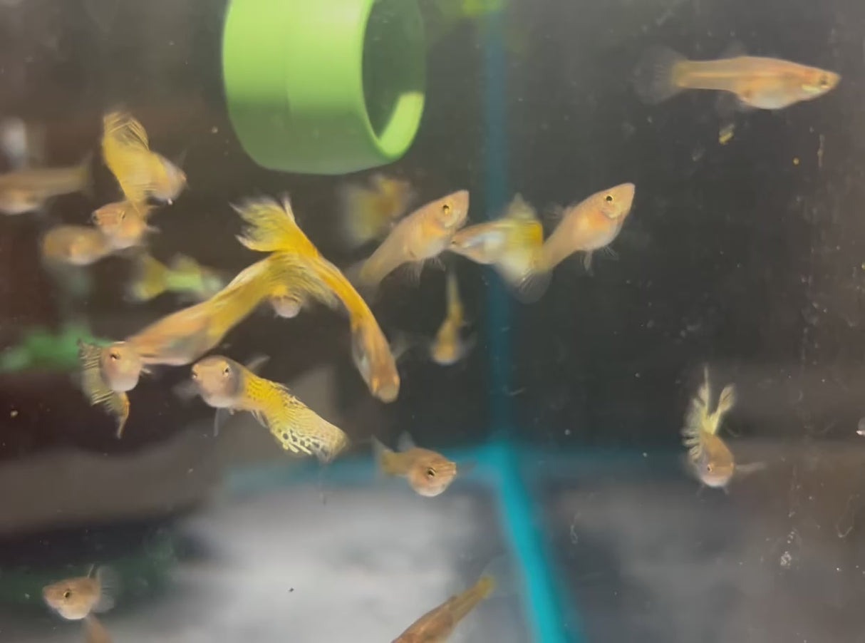 Fancy Guppy Pair Supreme Yellow Metallic Lace (locally bred)