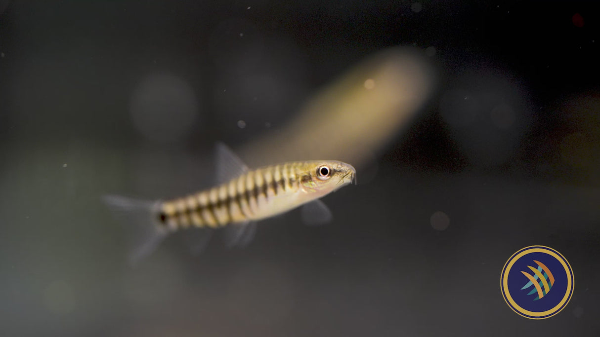 Dwarf Banded Vietnamese Loach  (Yunnanilus cruciatus) 3cm