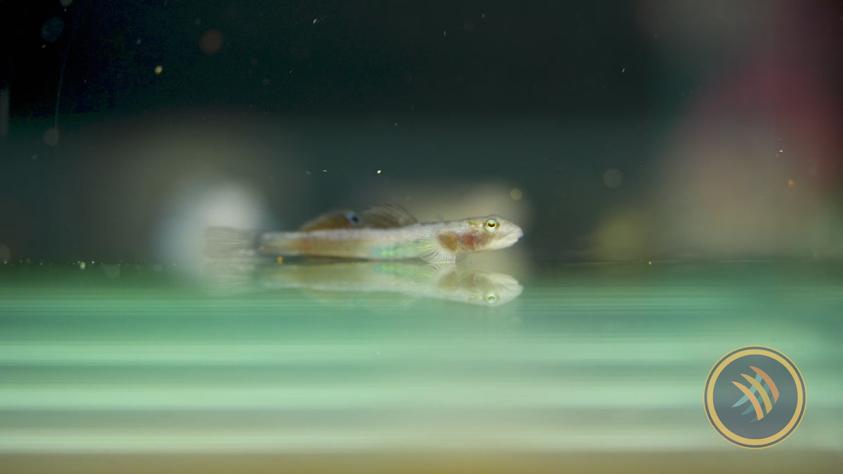 Papuan Red Goby (Lentipes cf. multiradiatus)