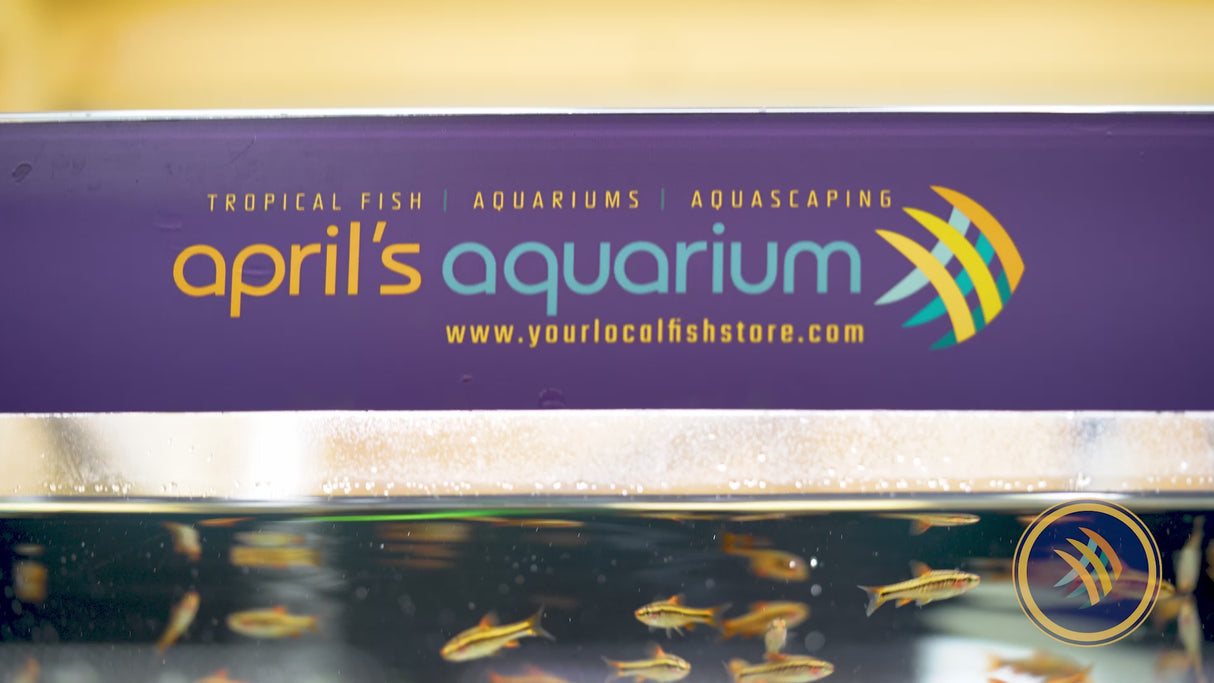 Cherry Barb  (Puntius titteya)