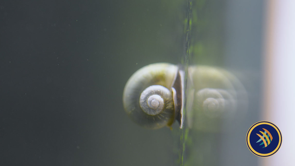 Mystery Snails