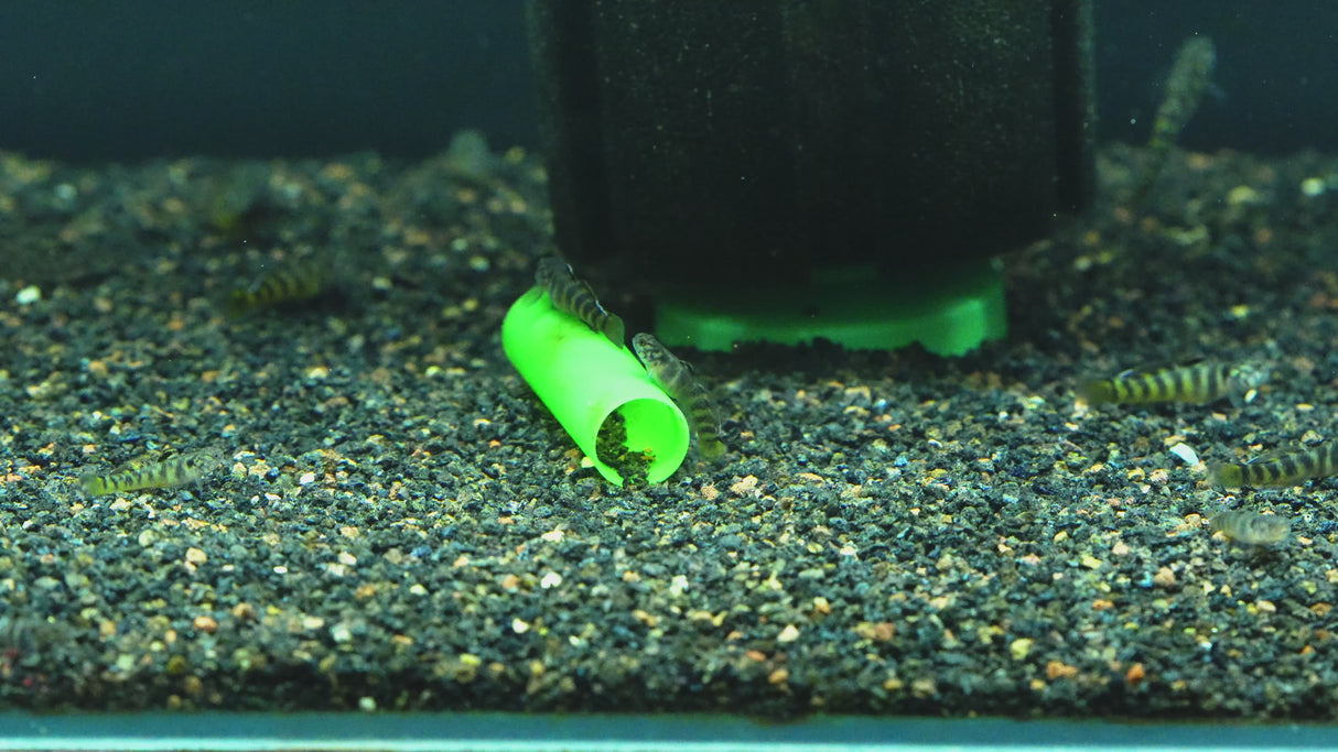 Helmeted Goby (Mugilogobius parvus) 3-4cm
