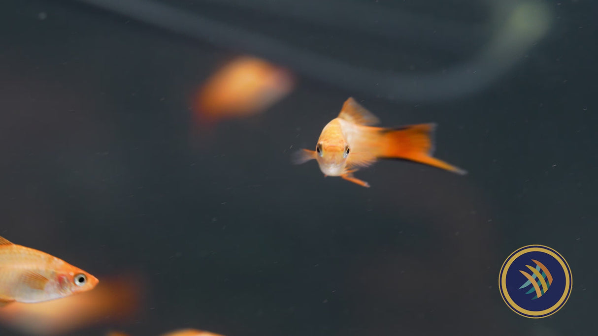 Pink Comet Swordtail (Xiphophorus helleri) 4.5cm