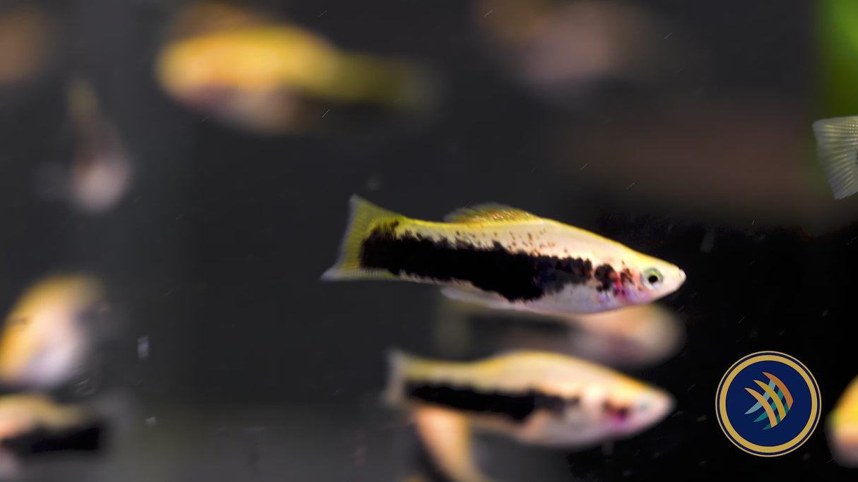 Tuxedo Gold Swordtail (Xiphophorus hellerii) 4cm+