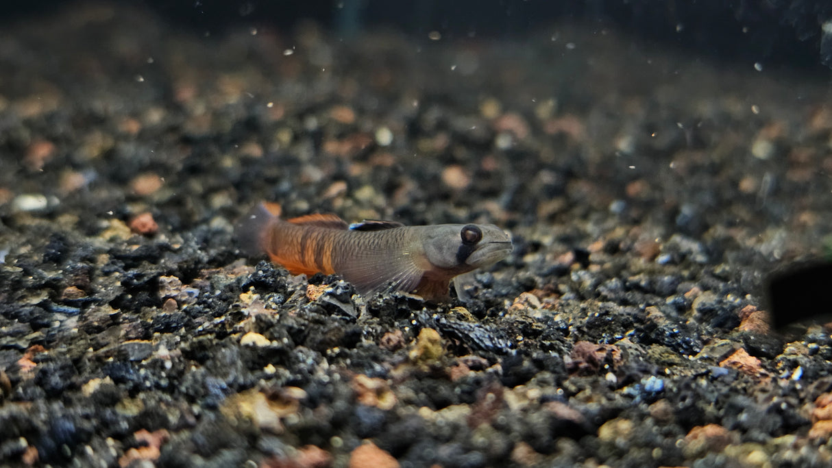 Red Belted Goby (Siycyopus Zosterophorus)