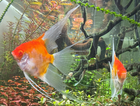 Albino Red Devil Angelfish (Pterophyllum scalare)