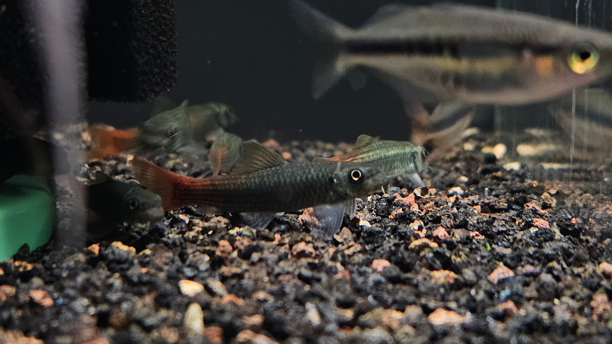 Burmese Red Tail Garra (Garra panitvongi) Aquarium Glaser