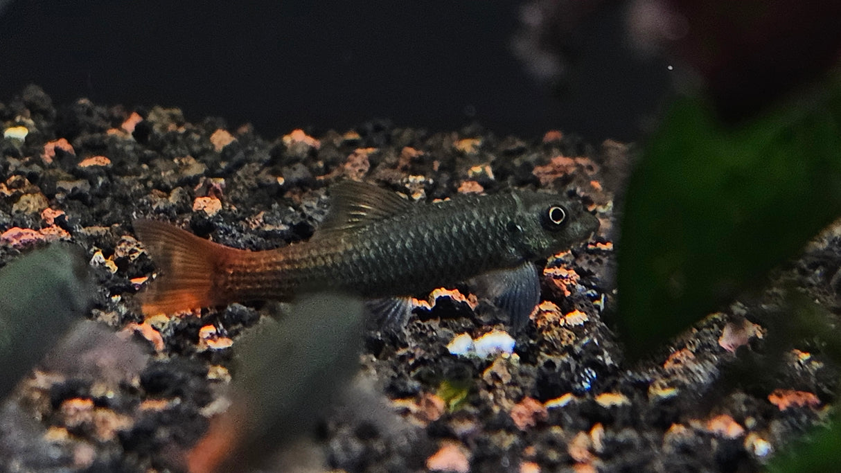 Burmese Red Tail Garra (Garra panitvongi) Aquarium Glaser