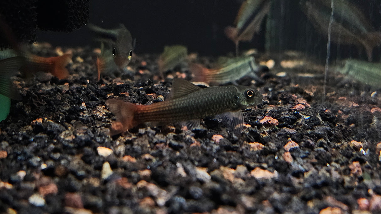 Burmese Red Tail Garra (Garra panitvongi) Aquarium Glaser