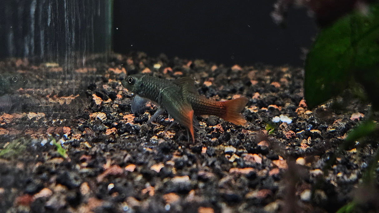 Burmese Red Tail Garra (Garra panitvongi) Aquarium Glaser