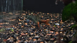 Burmese Red Tail Garra (Garra panitvongi) Aquarium Glaser