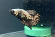 Black samurai betta 