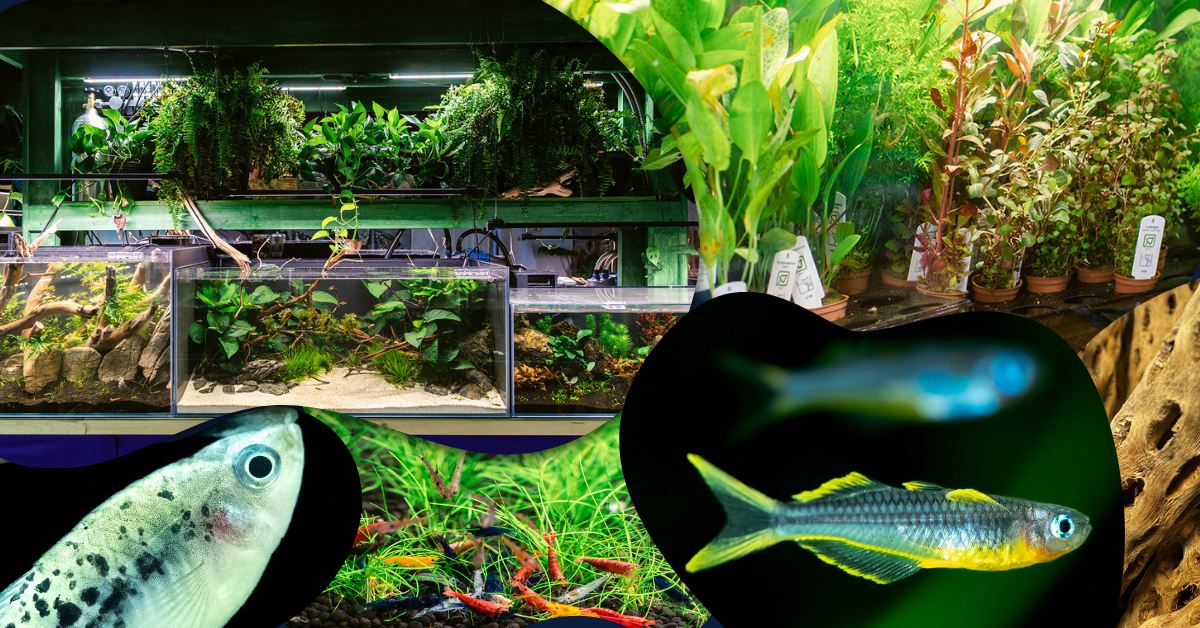 Your Local Fish Store