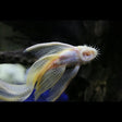 Albino Bristlenose Longfin Ancistrus cf. cirrhosus | Catfish Loaches & Plecos | Largest Tropical Fish Selection at Your Local Fish Store