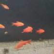 Albino Cherry Barb | Goldfish Barbs & Minnows | Largest Tropical Fish Selection at Your Local Fish Store