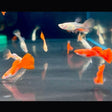 Albino Full Red Guppy Female | Livebearers | Largest Tropical Fish Selection at Your Local Fish Store