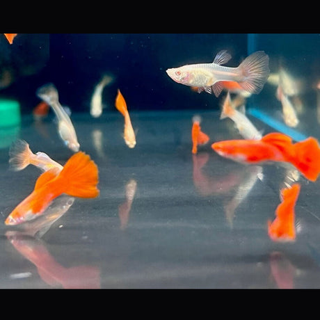 Albino Full Red Guppy Female | Livebearers | Largest Tropical Fish Selection at Your Local Fish Store
