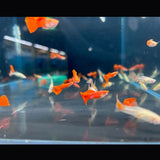 Albino Full Red Guppy Female | Livebearers | Largest Tropical Fish Selection at Your Local Fish Store