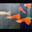 Albino Red Guppy Male | Livebearers | Largest Tropical Fish Selection at Your Local Fish Store