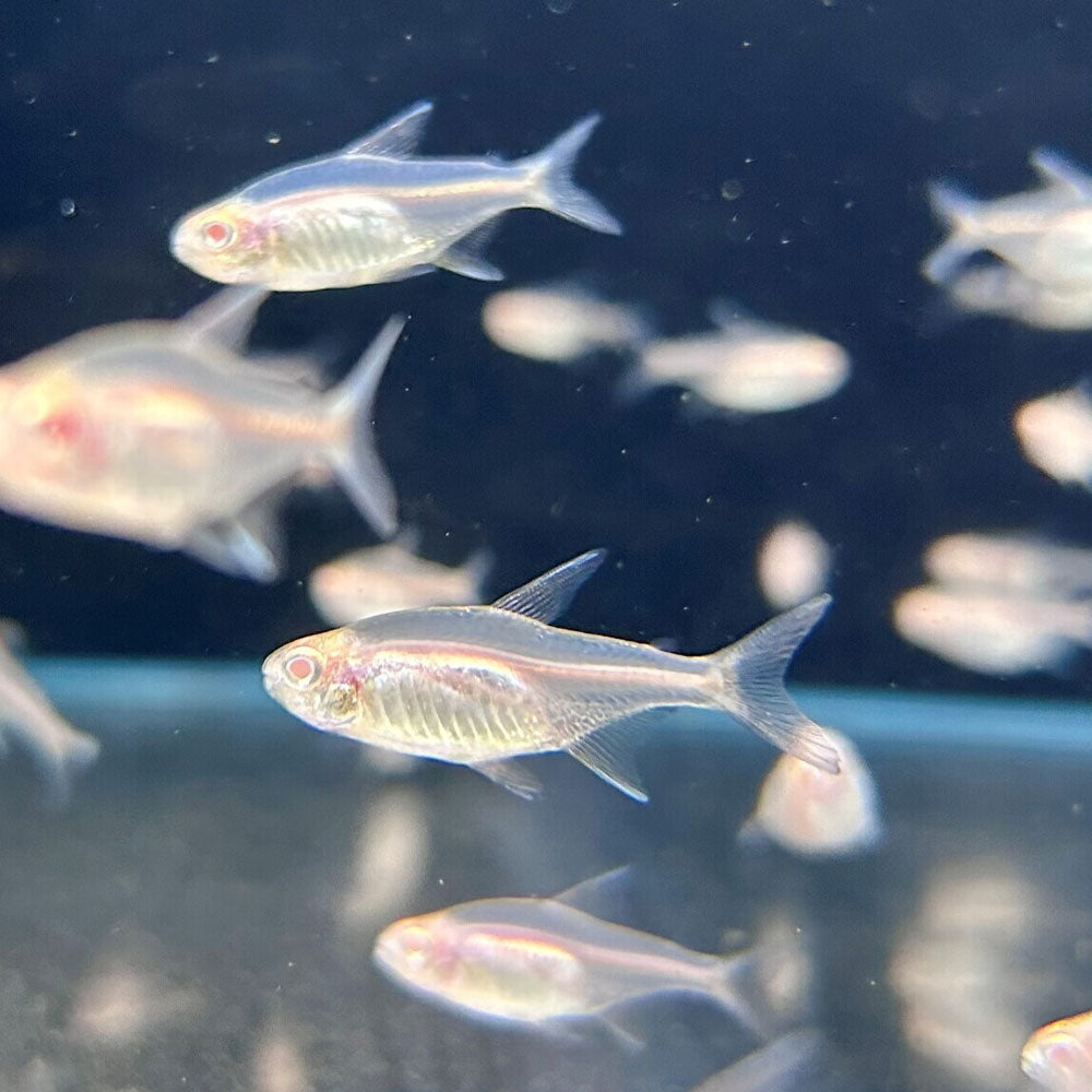 Albino Glowlight Tetra (Hemigrammus erythrozonus) Tetras Rasboras & Pencilfish 