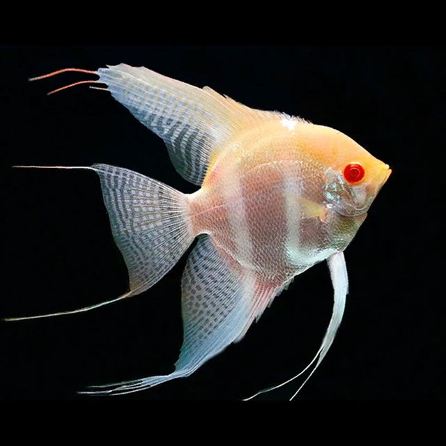 Albino Red Neck Manacapuru Angelfish