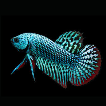 Bettas – Your Local Fish Store