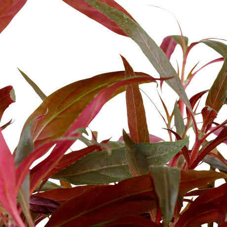 Alternanthera Reineckii  "Pink"023 XL Mother  Plant