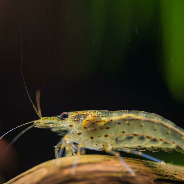 Amano Shrimp (Caridina Japonica) | Snails Shrimp Crayfish Crabs | Largest Tropical Fish Selection at Your Local Fish Store