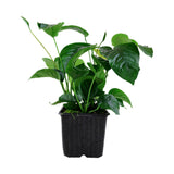 Anubias Barteri caladiifolia 101U XL Mother Plant Potted Plants 