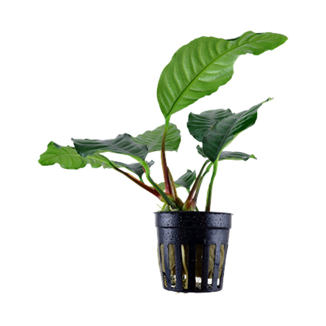 Anubias barteri 'Coffeefolia' potted 101G