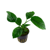 Anubias barteri caladiifolia / pot  - Large / 101U PCS