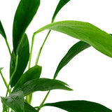Anubias-barteri-var-angustifolia-potted-101C