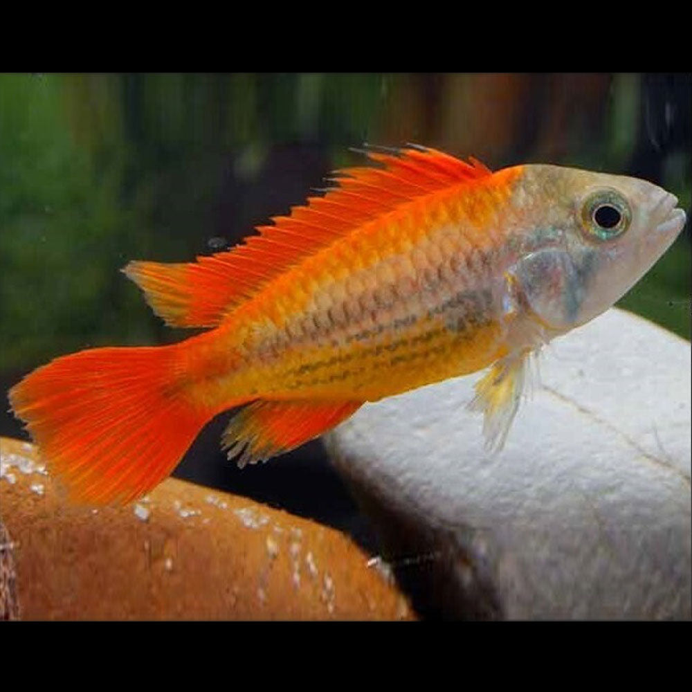 Apistogramma Cacatuoides "Mega Orange" | Cichlids Badis & Gouramis | Largest Tropical Fish Selection at Your Local Fish Store
