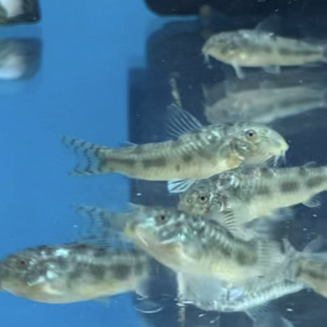 Aspidoras Spilotus  Catfish | Catfish Loaches & Plecos | Largest Tropical Fish Selection at Your Local Fish Store